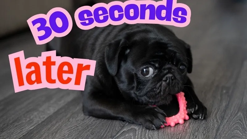 A clean spongebob 30 seconds later template