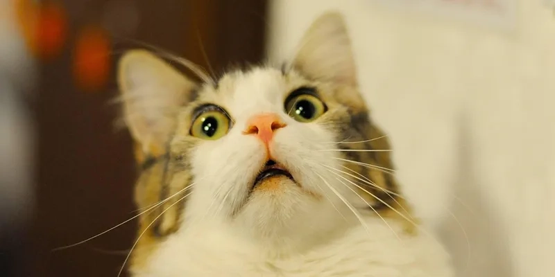 The iconic crying cat meme