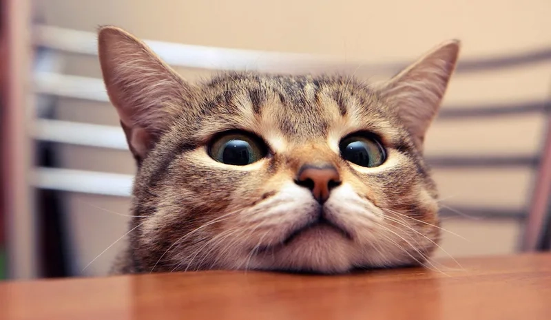 The original meme cat meme template