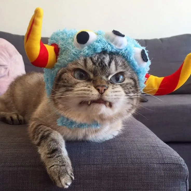 Sharing a popular cat meme with friends