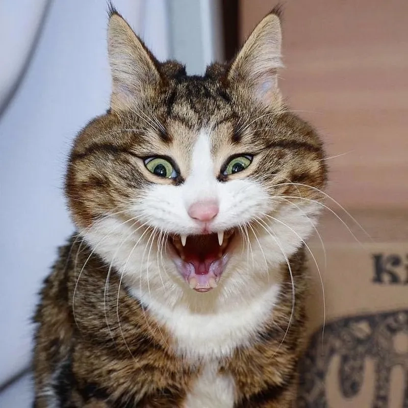 A classic cat meme for everyday use