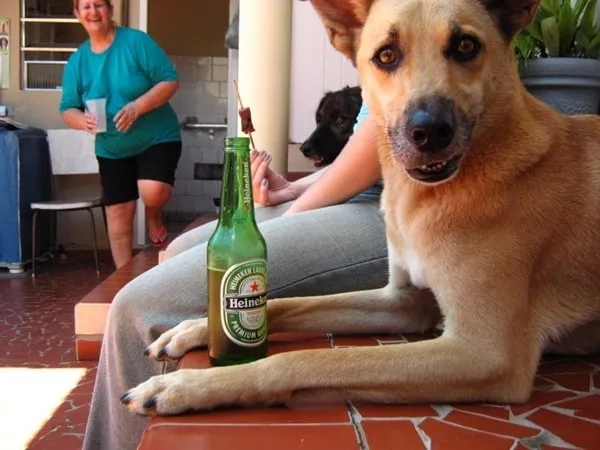 Relatable dog closing eyes meme moment