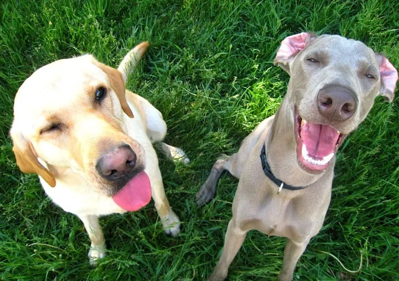 Meme dog images trending across social feeds