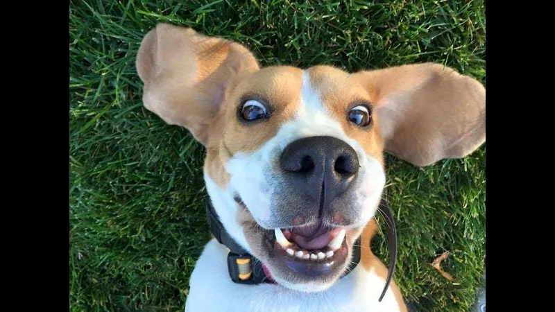 Much dog meme with exaggerated expression