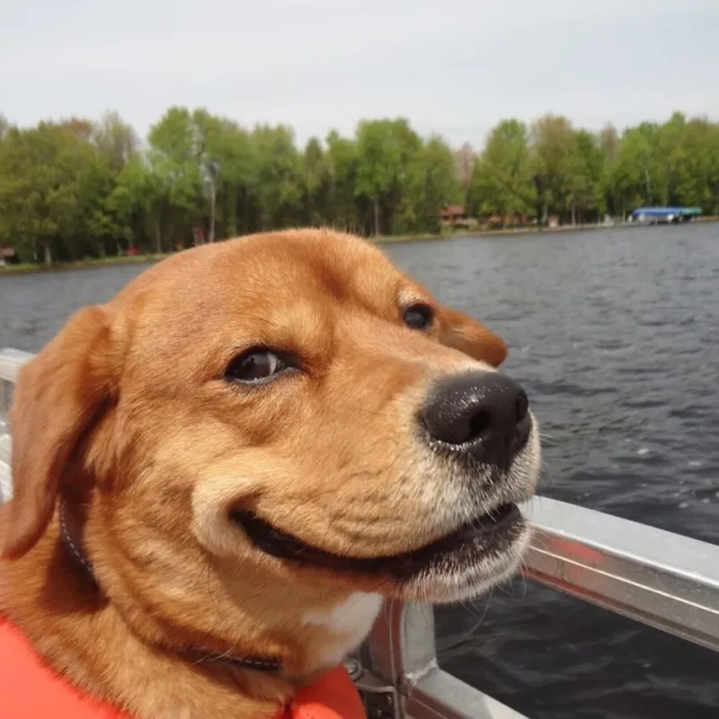 La la la dog meme with playful vibes