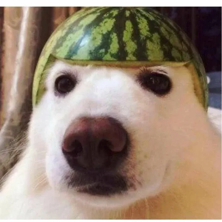 Dog closing eyes meme showing pure comedy