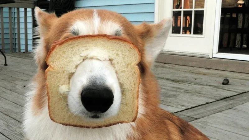 Classic meme dog face going viral