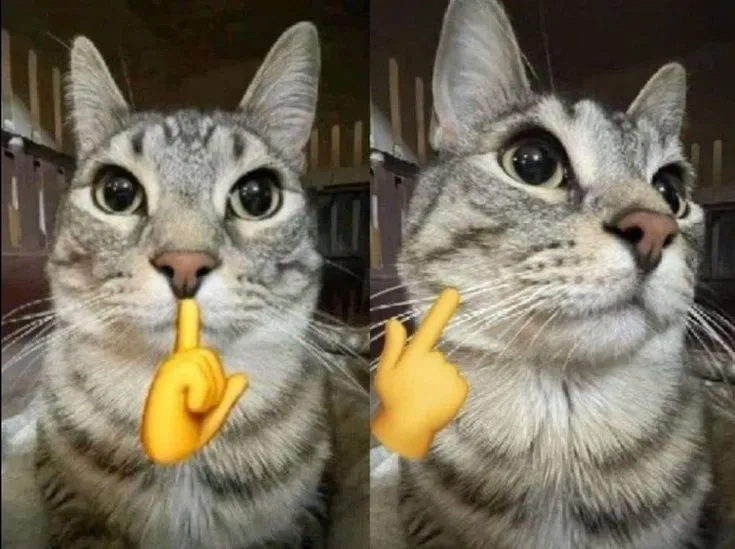 Classic humor captured in funny cat memes images