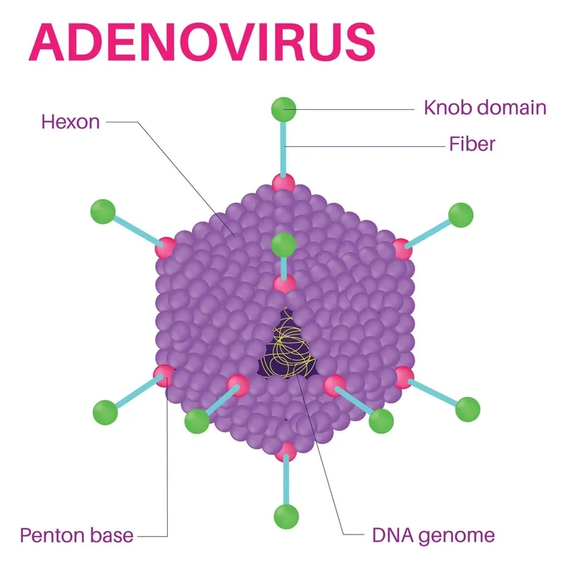 Key symptoms of adenovirus infection to watch for