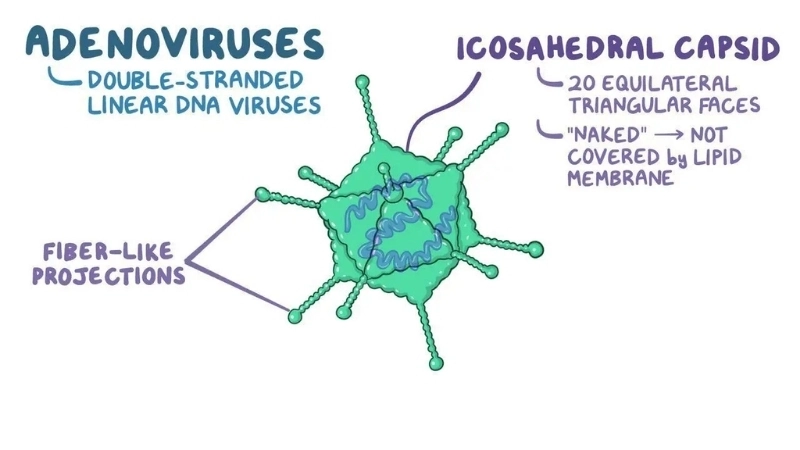 Understand the role of adenovirus vaccine in prevention