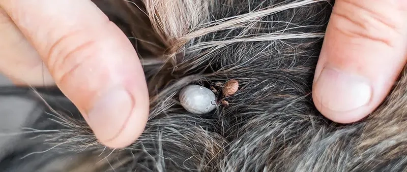 Chart of key symptoms of anaplasmosis in humans