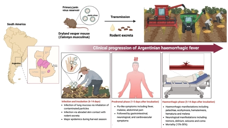 Argentine Hemorrhagic Fever viral hemorrhagic fever