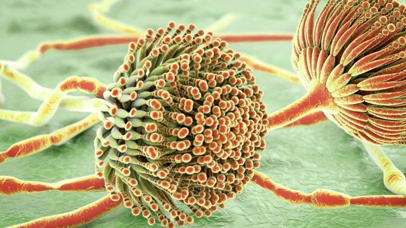 Astrovirus Infection linked to astrovirus in adults