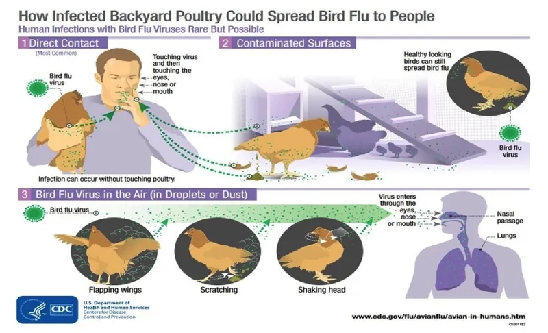 Microscopic view of the deadly H5 avian influenza virus