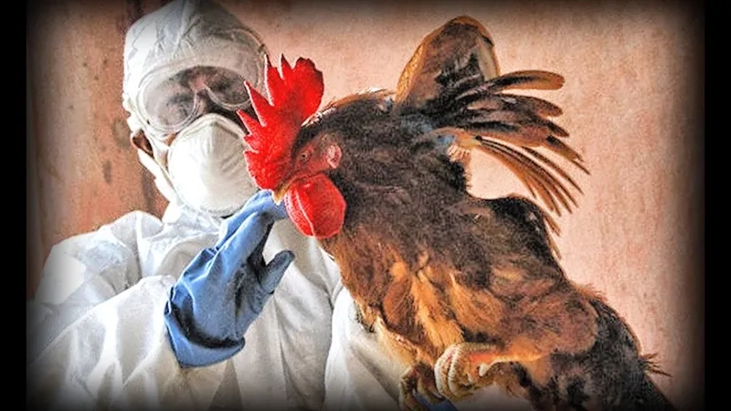 Diagram illustrating avian influenza spread from birds to humans