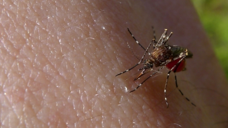 Barmah Forest Virus Disease caused by BFV infection