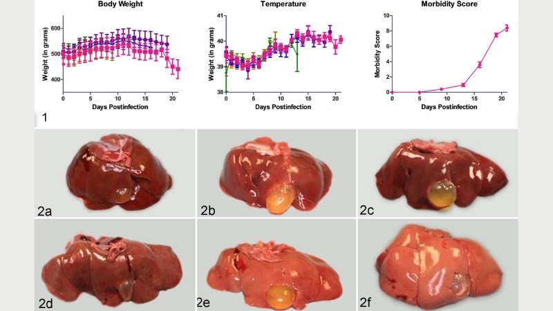 Bolivian Hemorrhagic Fever causes revealed