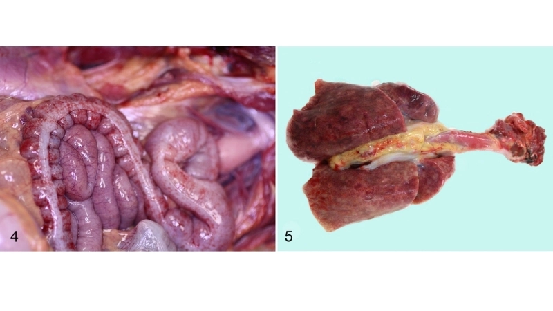Bolivian Hemorrhagic Fever Machupo virus info