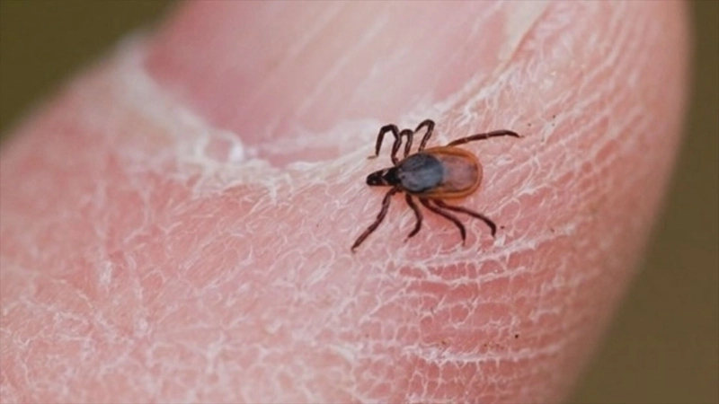 Bourbon Virus Disease linked to Bourbon virus tick