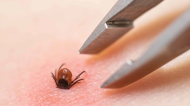 A close-up image of the female lone star tick on a leaf