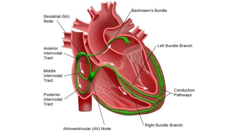 Bradycardia in adults requires assessment for underlying causes