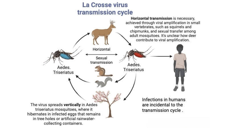 Stay alert for California encephalitis symptoms early