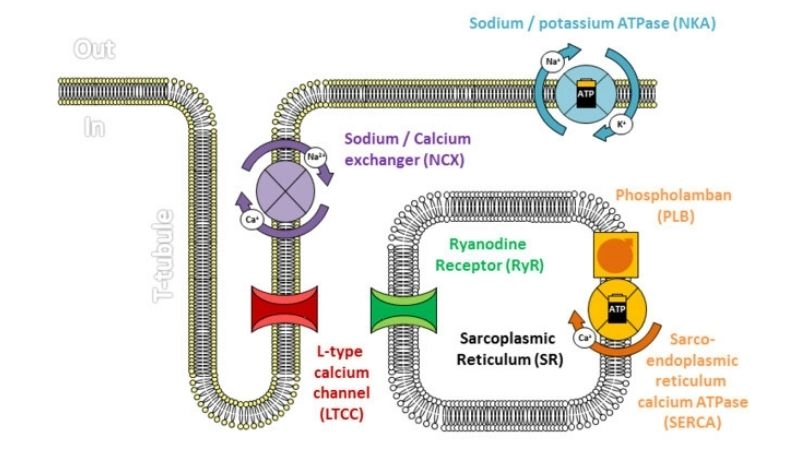 CPVT Heart Attack risk rises with stress trigger