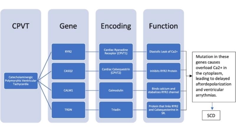 CPVT And Exercise increase chance of arrhythmia