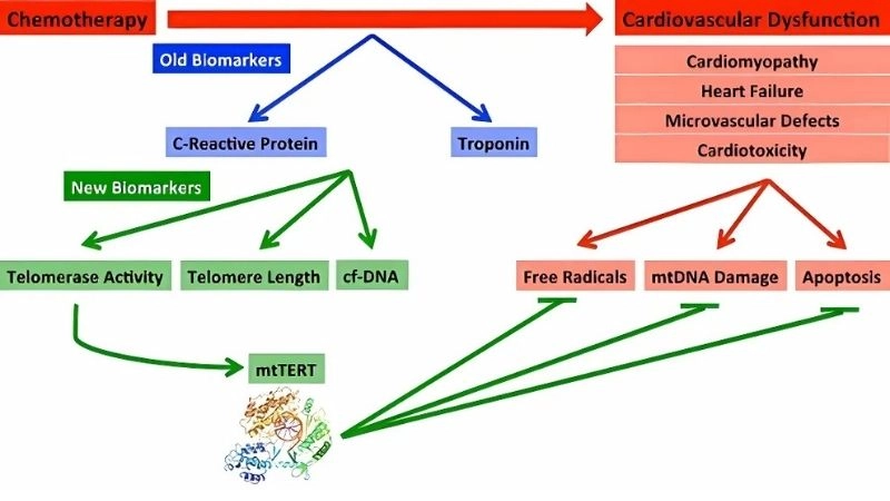 Cardiotoxicity prevention protecting heart during chemotherapy