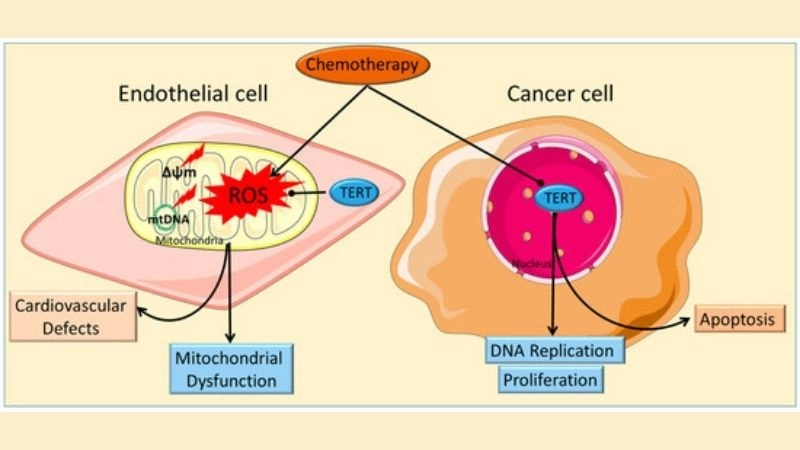 Anthracycline cardiotoxicity heart damage from chemo drugs