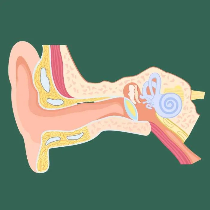 A selection of modern digital hearing aids