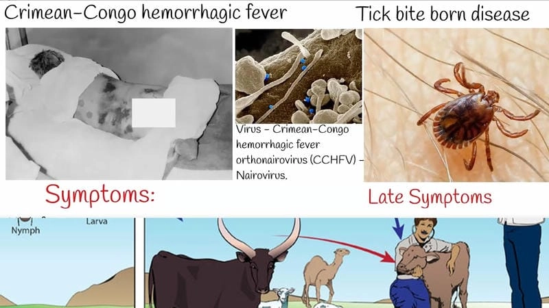 Understanding CCHF virus transmission routes