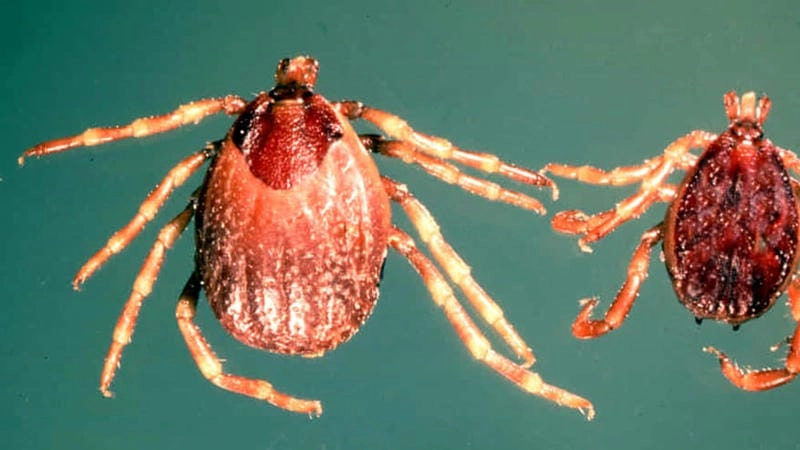 Mapping a Crimean-Congo hemorrhagic fever outbreak