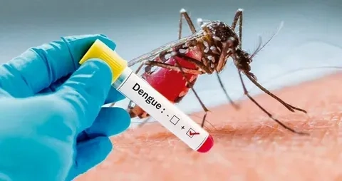 Helpful foods to increase platelets in dengue