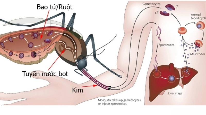 Know Dengue fever vs malaria symptoms well