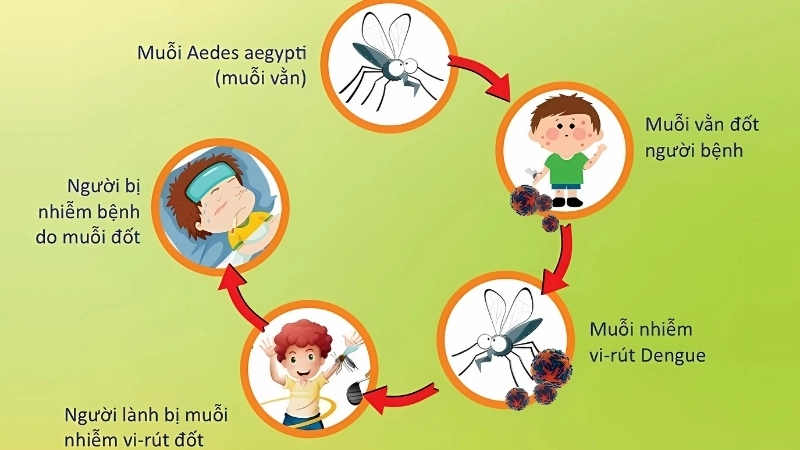 Early care prevents Severe dengue complications