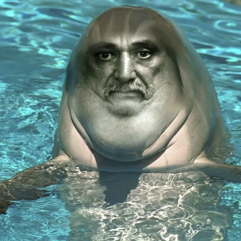 A lighthearted and funny dolphin meme