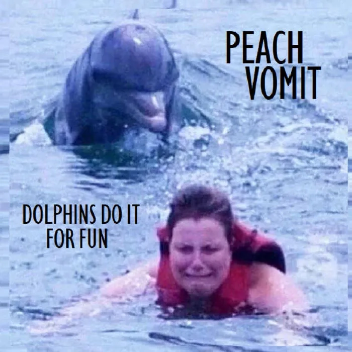 Sharing a very funny dolphin meme
