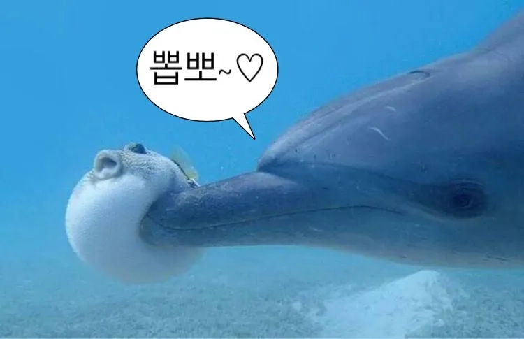 The unsettling cursed dolphin meme