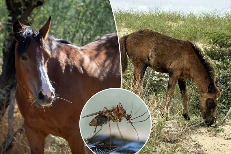 Equine Encephalitis affects horses globally