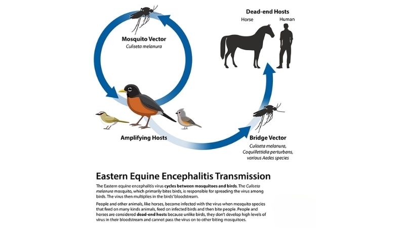 Sleeping Sickness shows severe neurological signs
