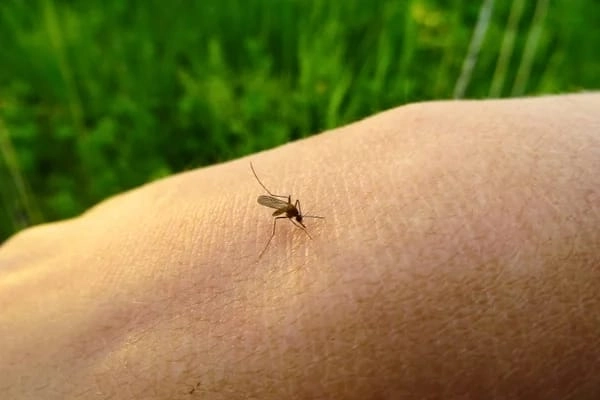 Mosquito-Borne Illness can infect humans and animals