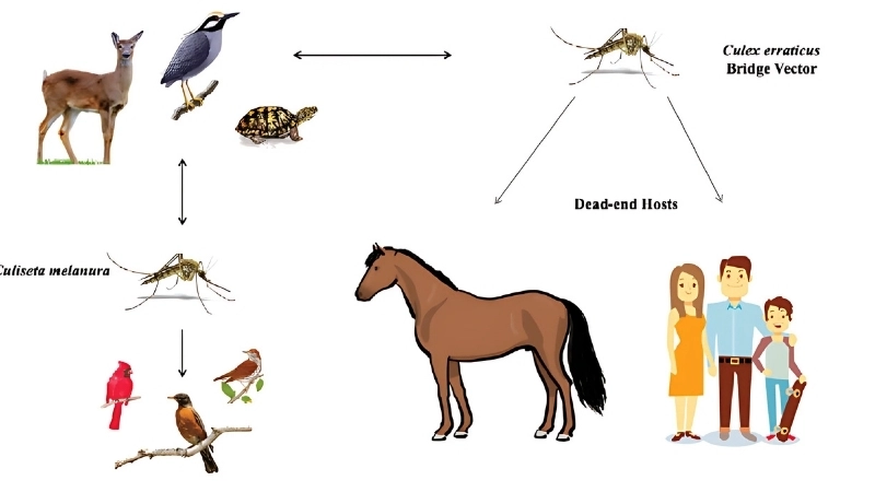 EEE Treatment requires prompt veterinary care