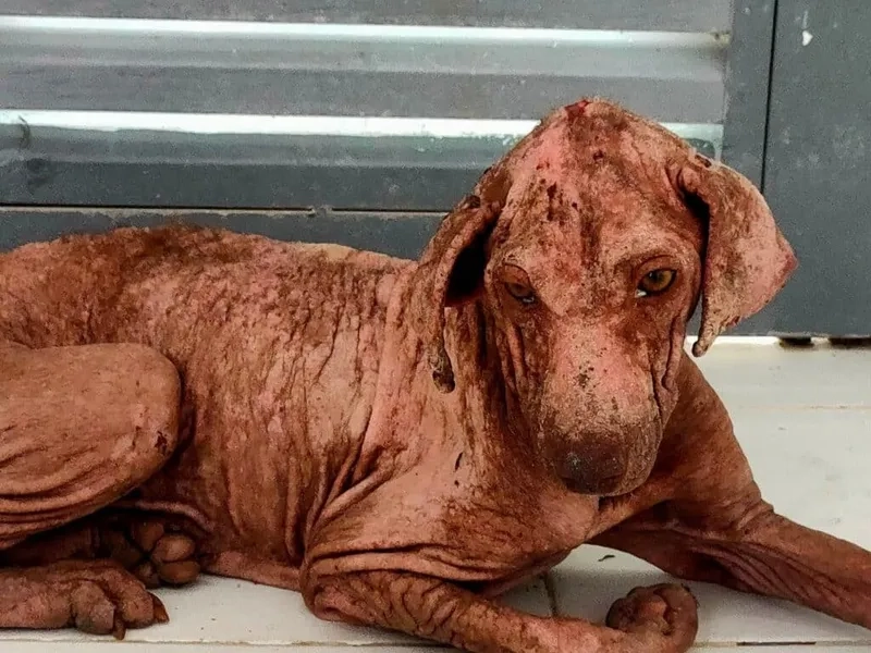 A chart comparing ehrlichiosis vs Lyme disease symptoms