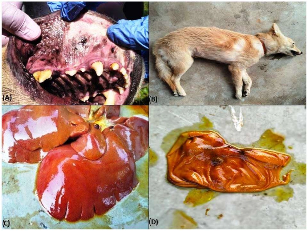 A standard course of doxycycline for ehrlichiosis