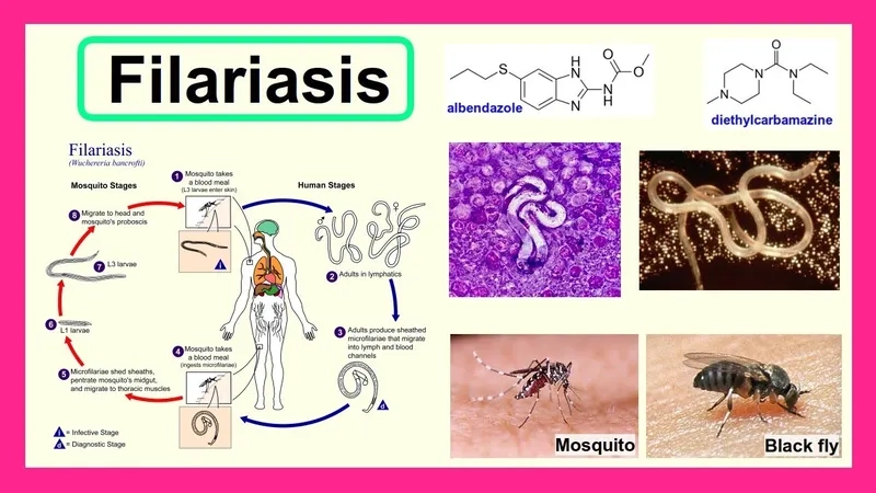 Diagram of the lymphatic filariasis life cycle