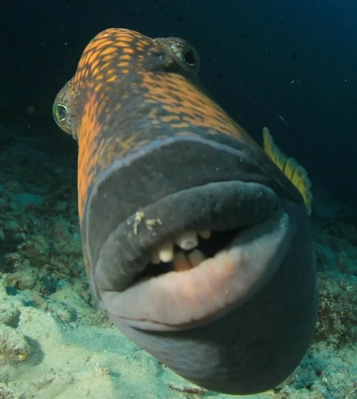 The reverse mermaid meme continues to baffle the internet