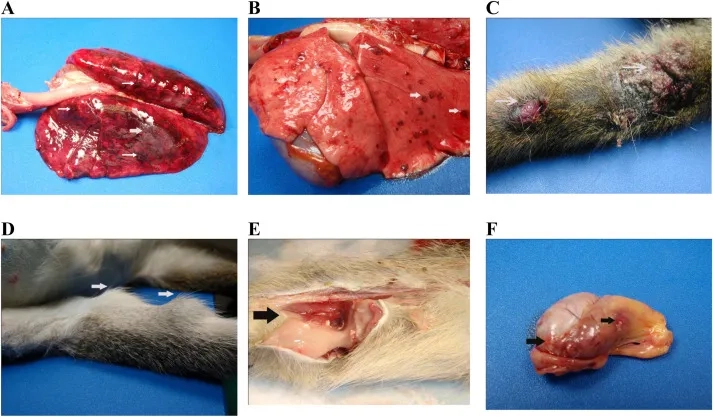Microscopic view of the bacterium Burkholderia mallei