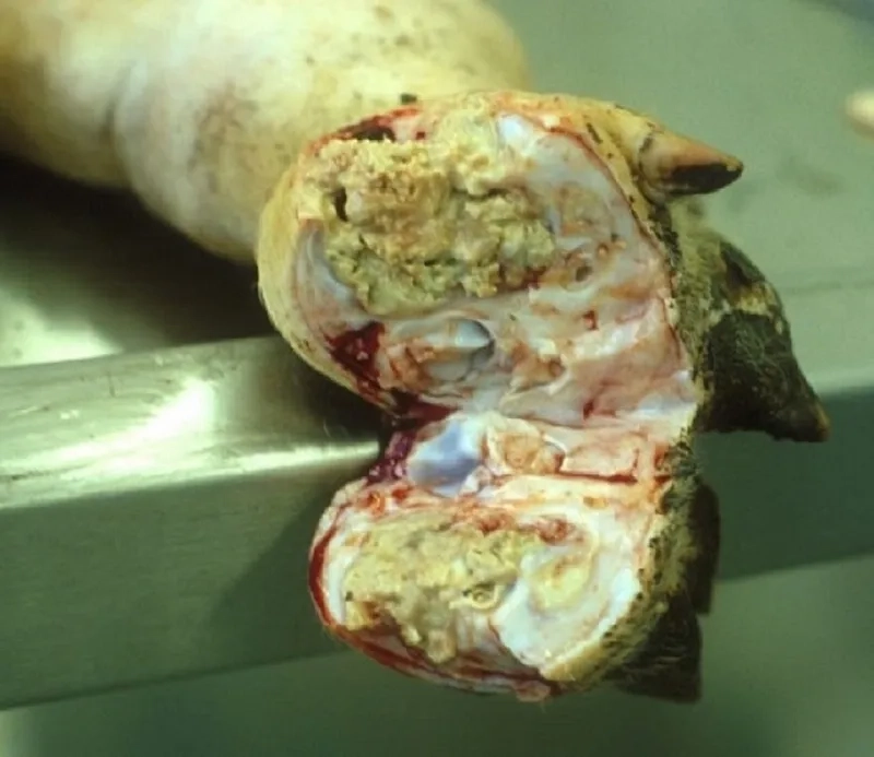 A medical professional administering glanders treatment