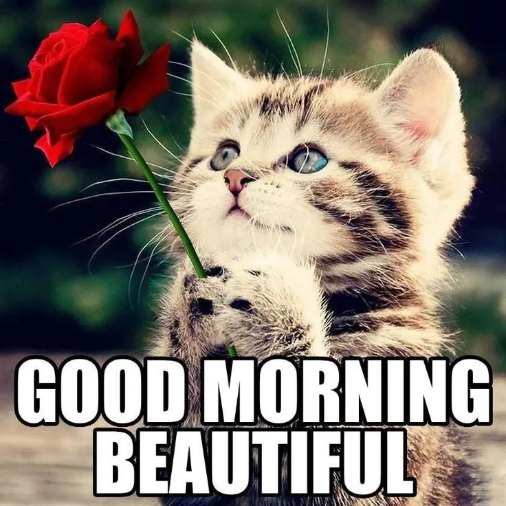 Nothing beats a cute good morning cat meme